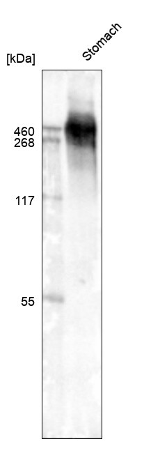 MUC5AC Antibody (CL8961) - BSA Free