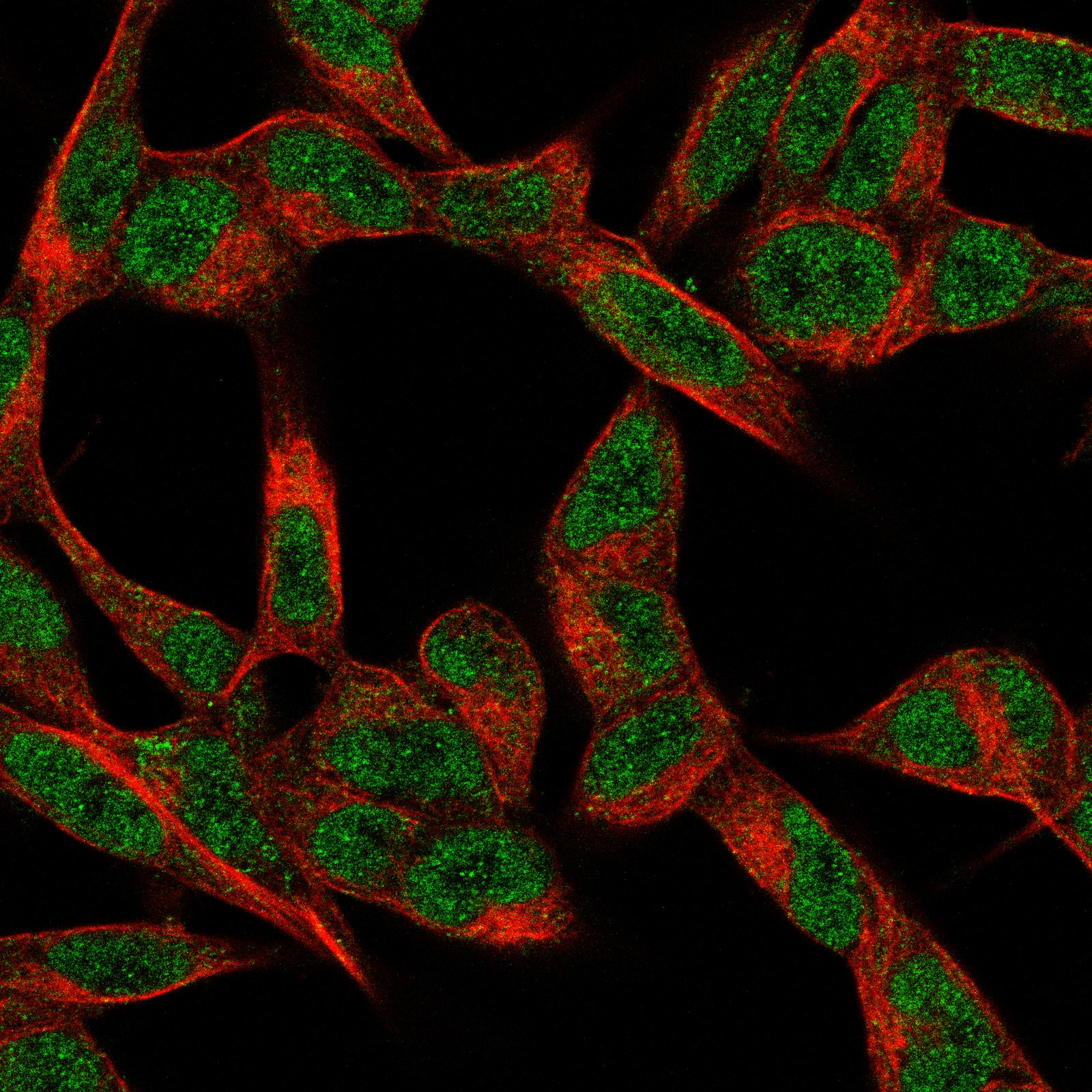 CUTL2 Antibody (CL14332) - BSA Free