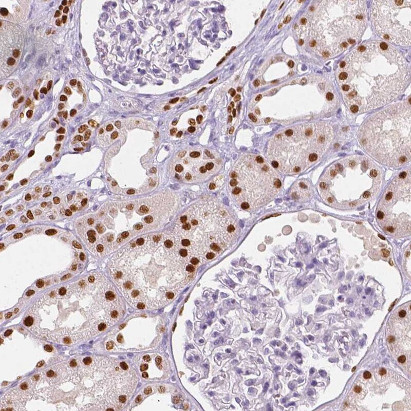 TCF-2/HNF-1 beta Antibody (CL0374) - BSA Free