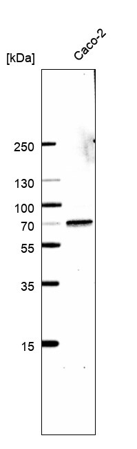 TCF-2/HNF-1 beta Antibody (CL0374) - BSA Free