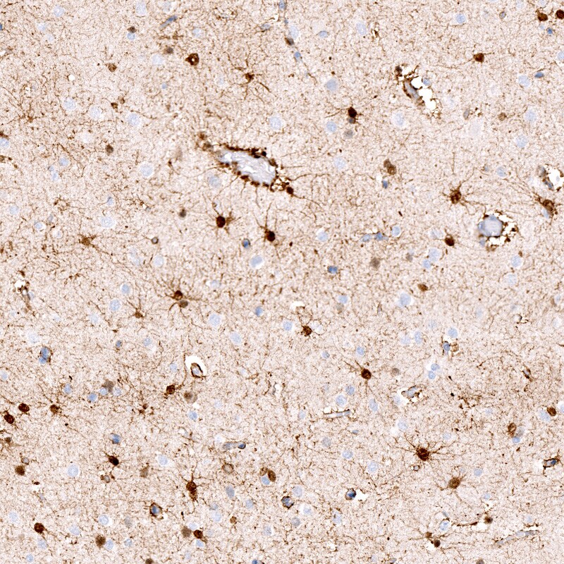 S100B Antibody (CL2720) - BSA Free