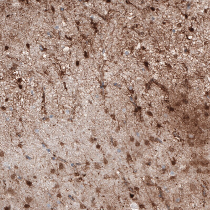 S100B Antibody (CL2720) - BSA Free