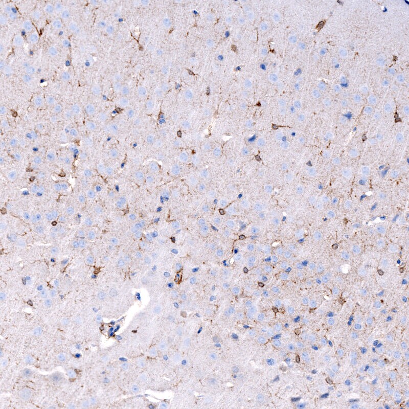 S100B Antibody (CL2720) - BSA Free