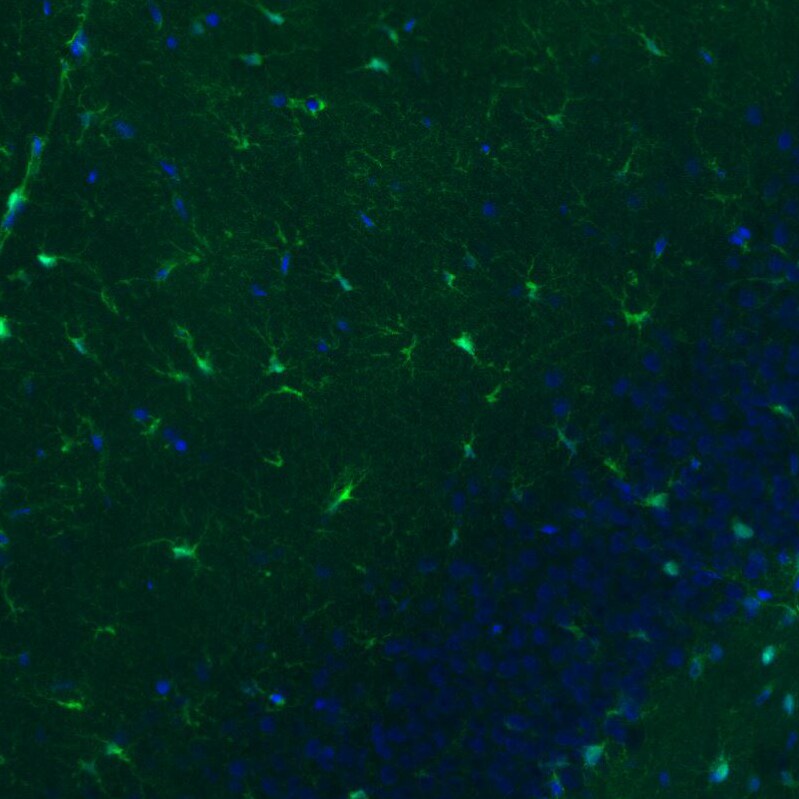 S100B Antibody (CL2720) - BSA Free