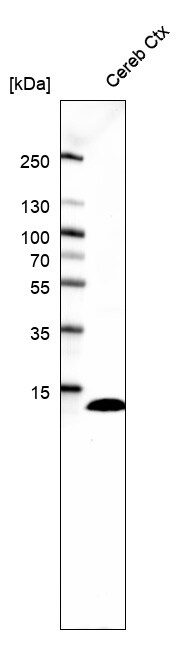 S100B Antibody (CL2720) - BSA Free