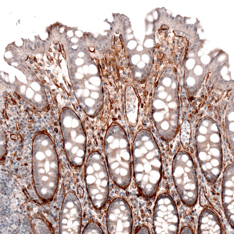 Laminin alpha 4 Antibody (CL3183) - BSA Free