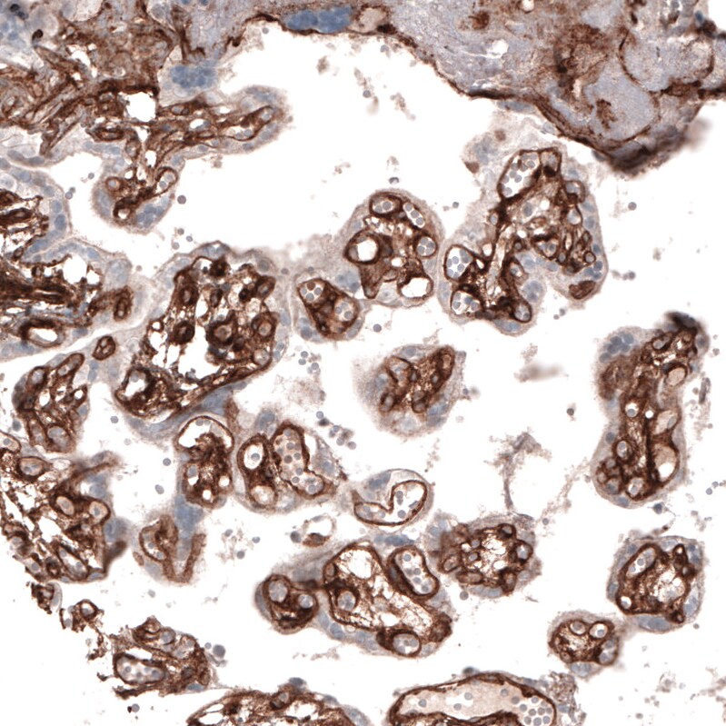 Laminin alpha 4 Antibody (CL3183) - BSA Free