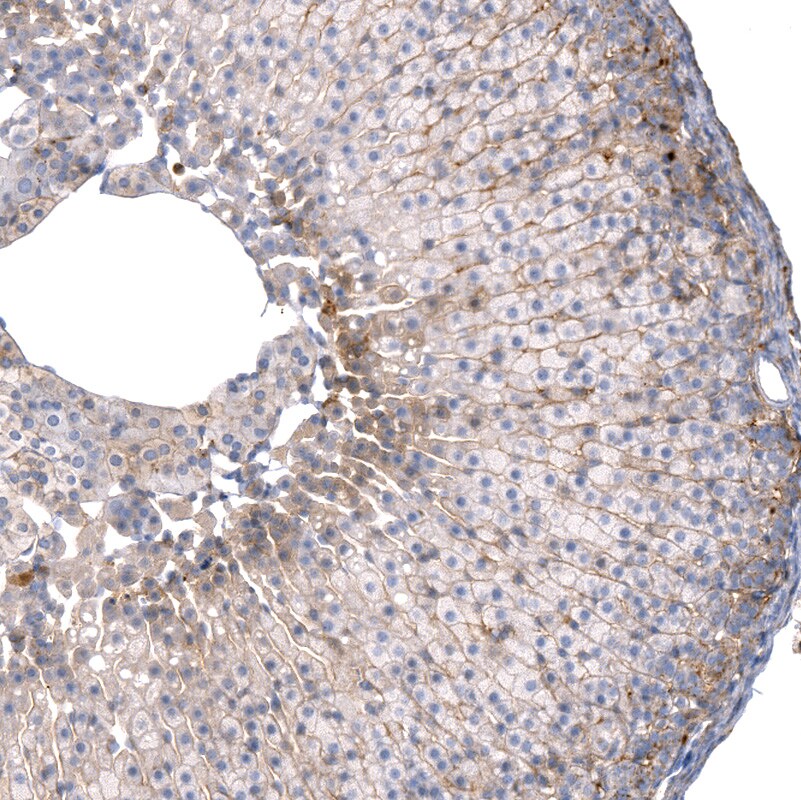 Laminin alpha 4 Antibody (CL3183) - BSA Free