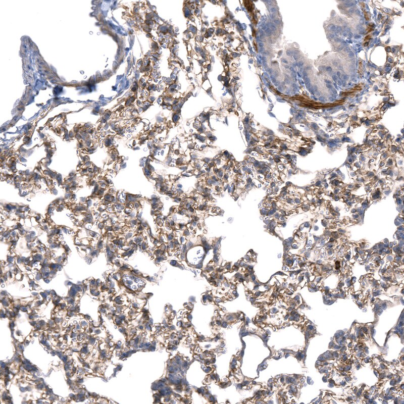 Laminin alpha 4 Antibody (CL3183) - BSA Free