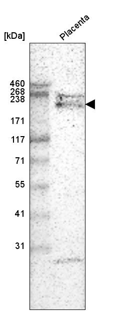 Laminin alpha 4 Antibody (CL3183) - BSA Free