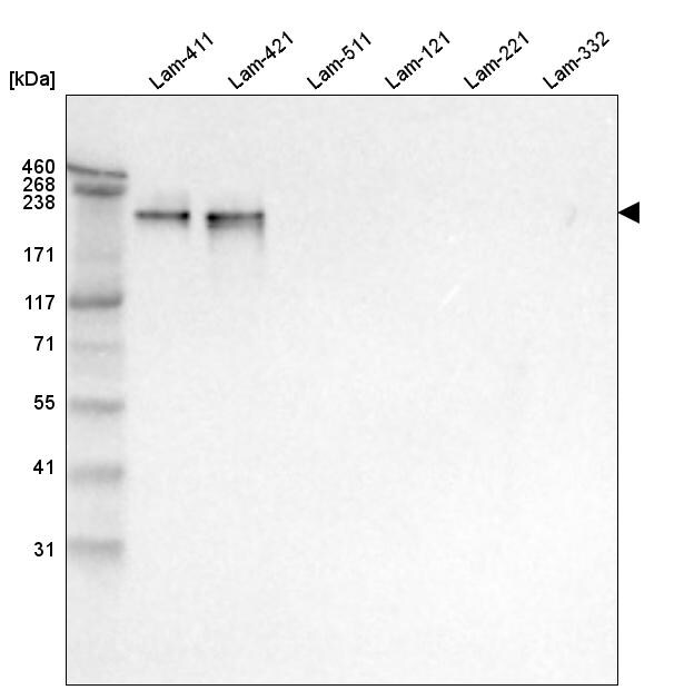Laminin alpha 4 Antibody (CL3183) - BSA Free