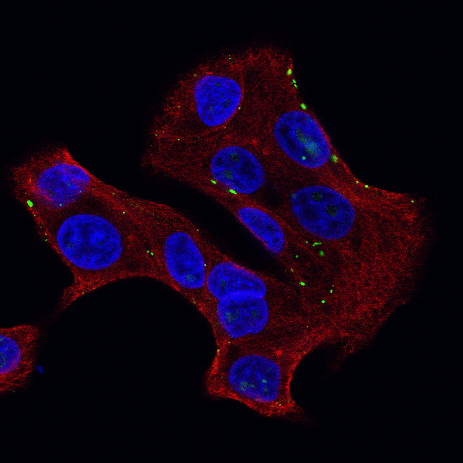 Connexin 30/GJB6 Antibody (CL4540) - BSA Free
