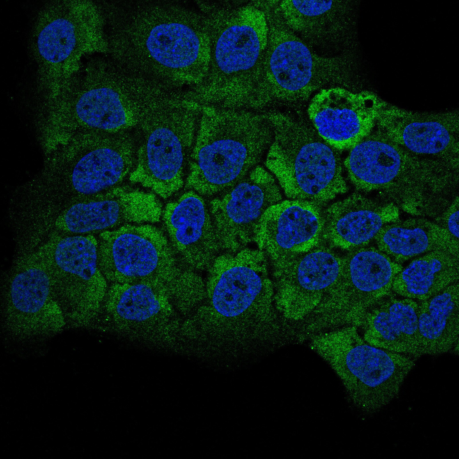 GSPT1 Antibody (CL13336) - BSA Free