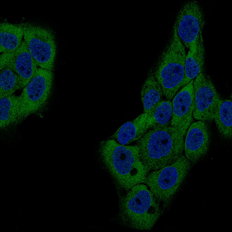 GSPT1 Antibody (CL13336) - BSA Free