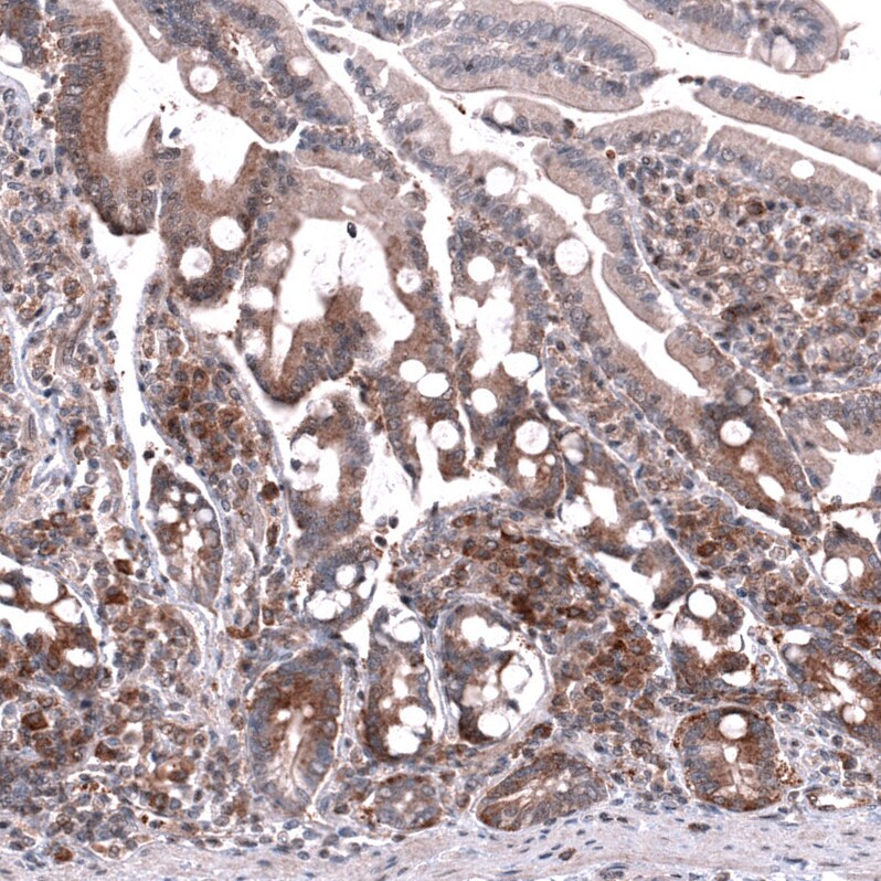 GSPT1 Antibody (CL13336) - BSA Free