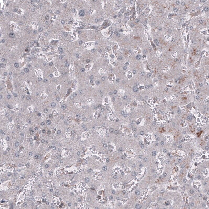 GSPT1 Antibody (CL13336) - BSA Free