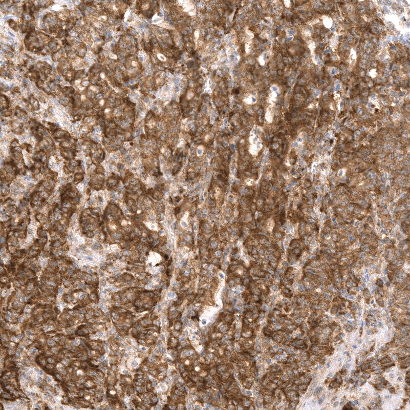 GSPT1 Antibody (CL13336) - BSA Free