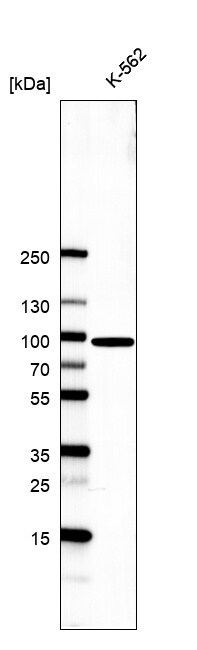 GSPT1 Antibody (CL13336) - BSA Free