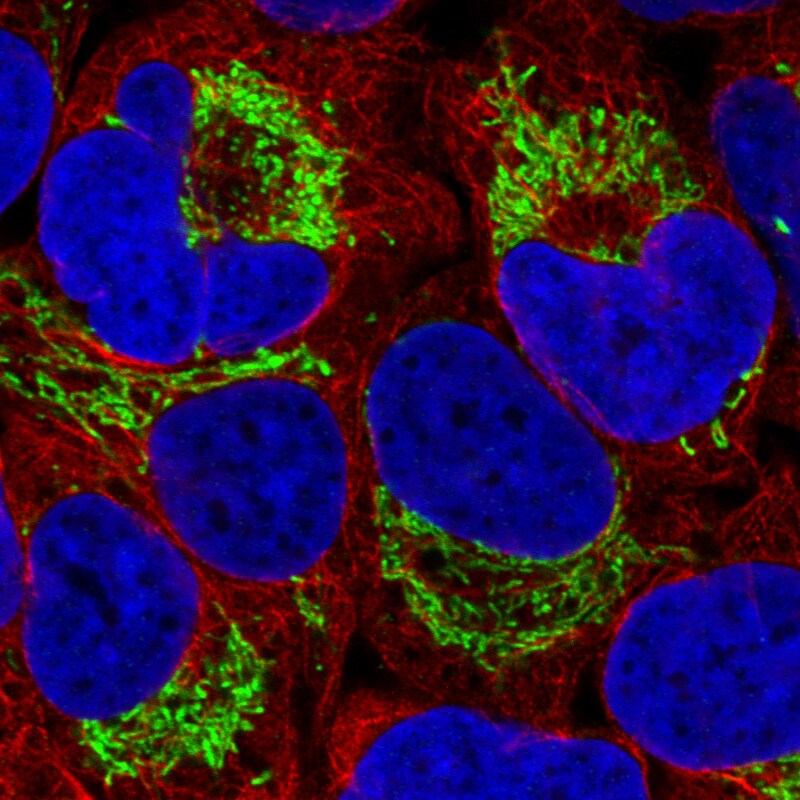 TUFM Antibody (CL2243) - BSA Free