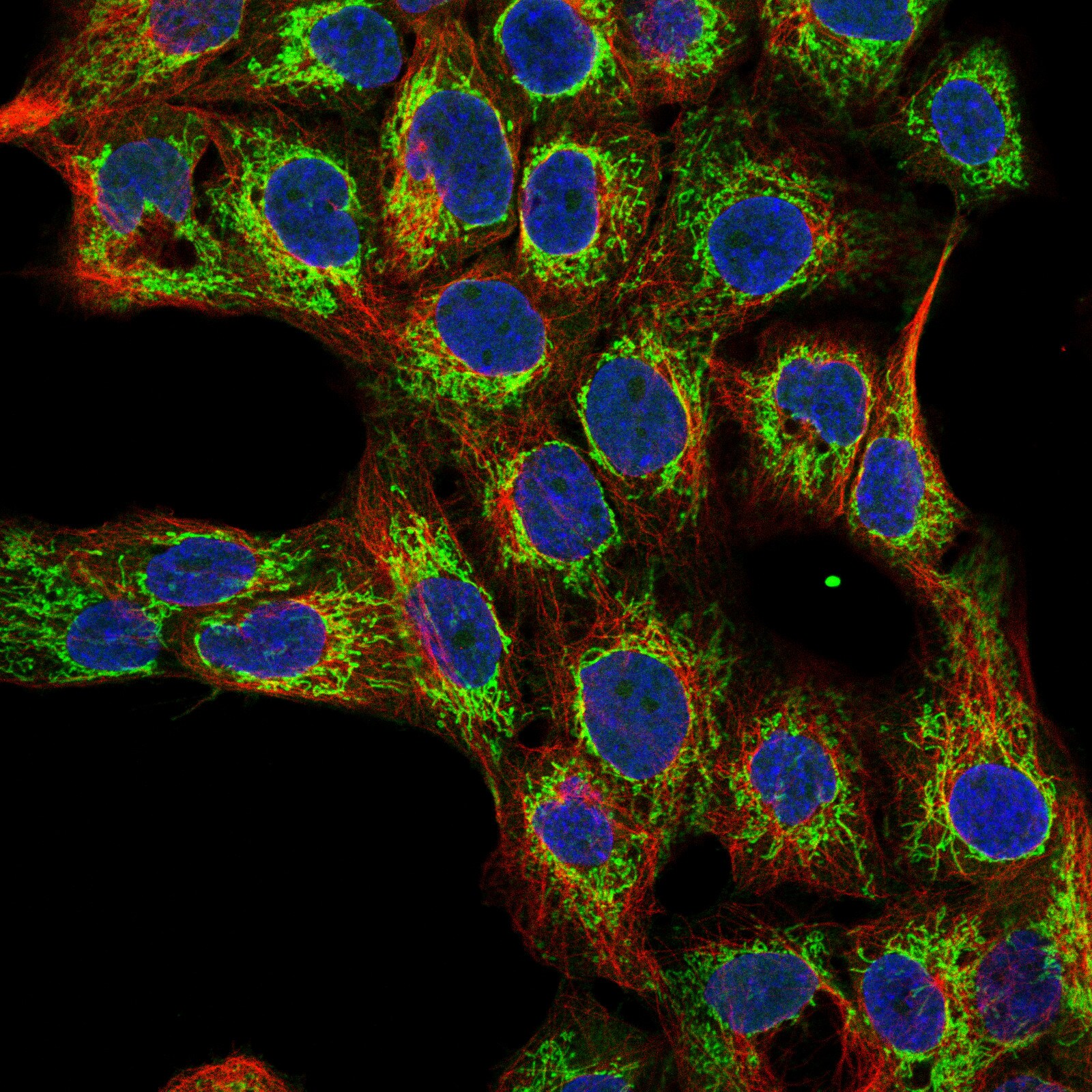 TUFM Antibody (CL2243) - BSA Free