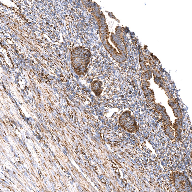 TUFM Antibody (CL2243) - BSA Free