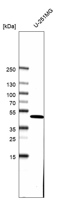 TUFM Antibody (CL2243) - BSA Free