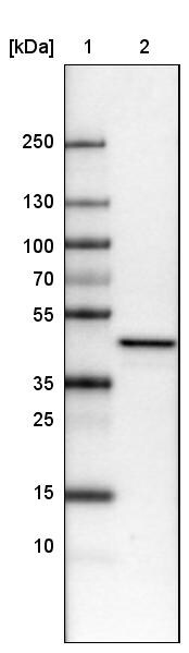 TUFM Antibody (CL2243) - BSA Free