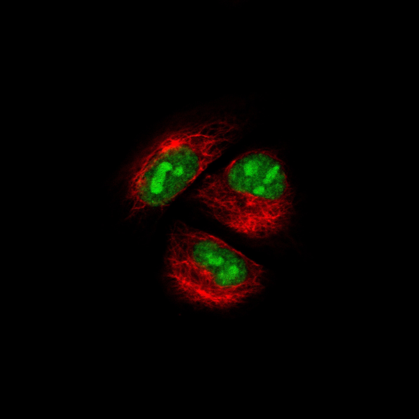 ADAR Antibody (CL0176) - BSA Free