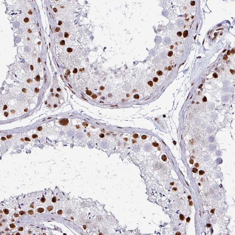 ADAR Antibody (CL0176) - BSA Free