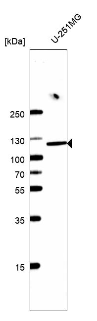 ADAR Antibody (CL0176) - BSA Free