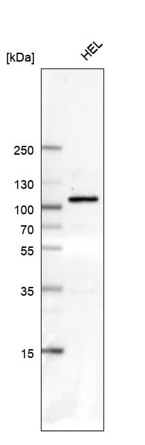 SATB2 Antibody (CL0276) - BSA Free