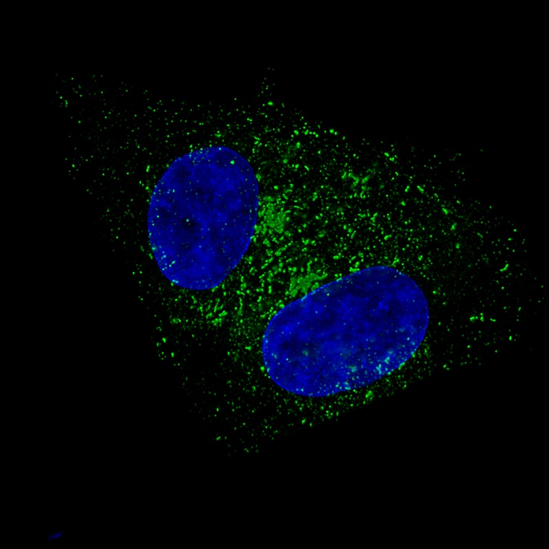 Fibulin 1 Antibody (CL0337) - BSA Free