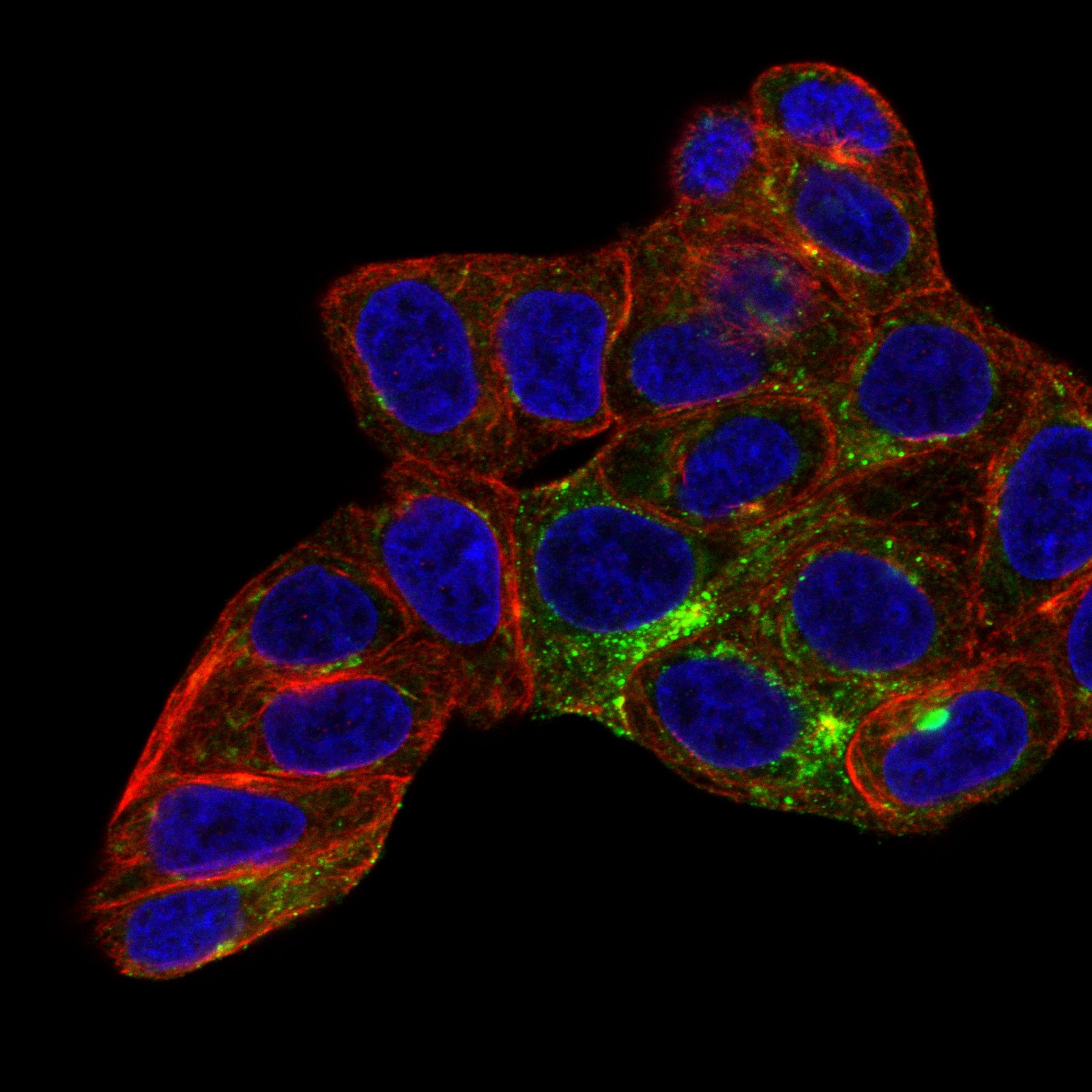 Fibulin 1 Antibody (CL0337) - BSA Free