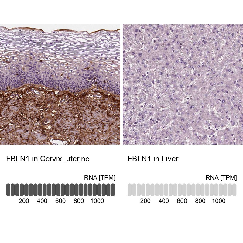 Fibulin 1 Antibody (CL0337) - BSA Free