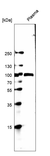 Fibulin 1 Antibody (CL0337) - BSA Free