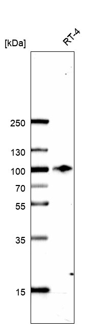 Fibulin 1 Antibody (CL0337) - BSA Free