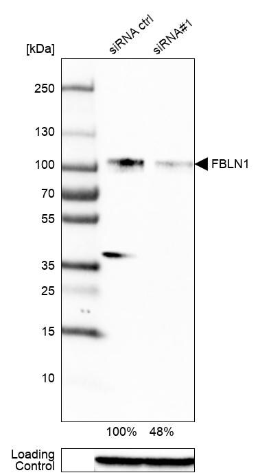 Fibulin 1 Antibody (CL0337) - BSA Free