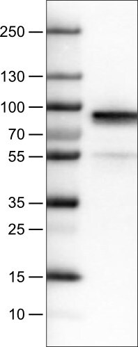 Fibulin 1 Antibody (CL0337) - BSA Free