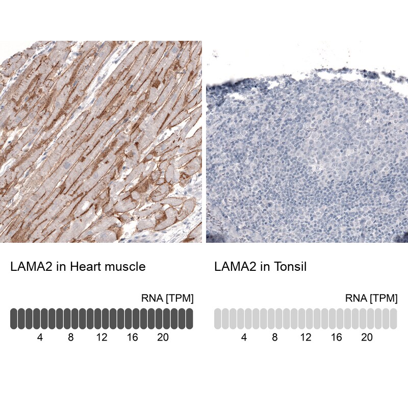 Laminin alpha 2 Antibody (CL3450) - BSA Free