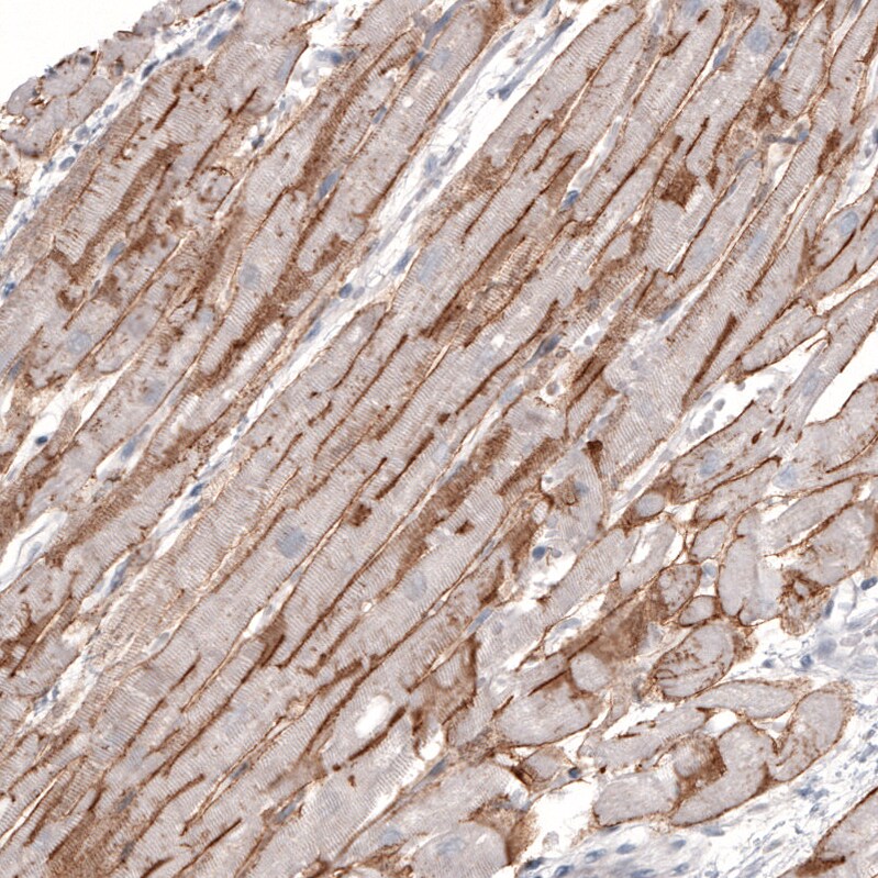 Laminin alpha 2 Antibody (CL3450) - BSA Free