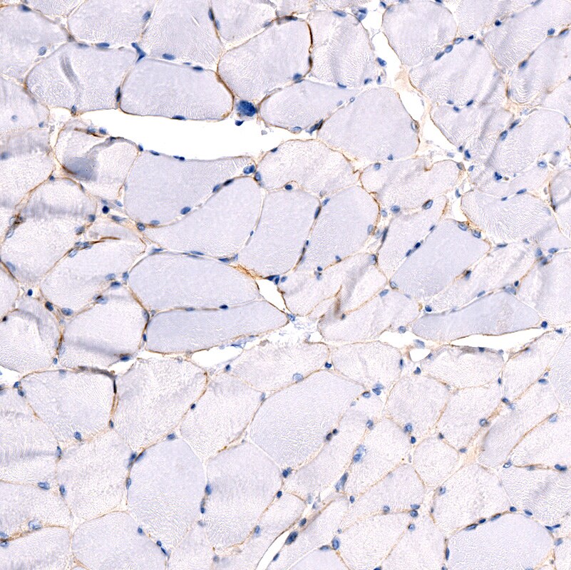 Laminin alpha 2 Antibody (CL3450) - BSA Free
