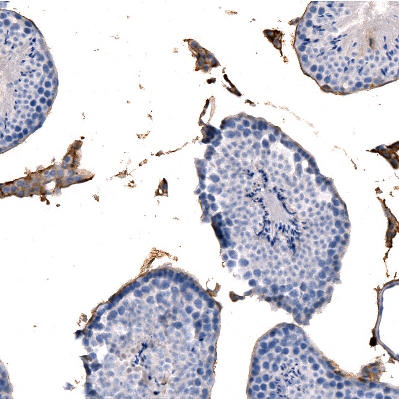 Laminin alpha 2 Antibody (CL3450) - BSA Free