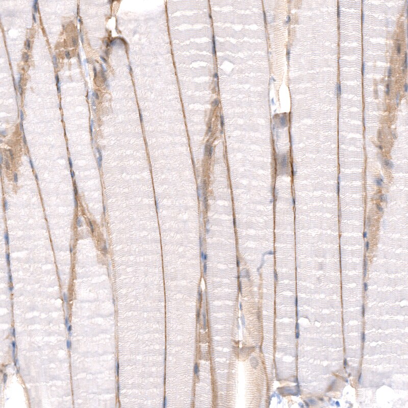 Laminin alpha 2 Antibody (CL3450) - BSA Free