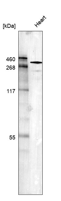 Laminin alpha 2 Antibody (CL3450) - BSA Free