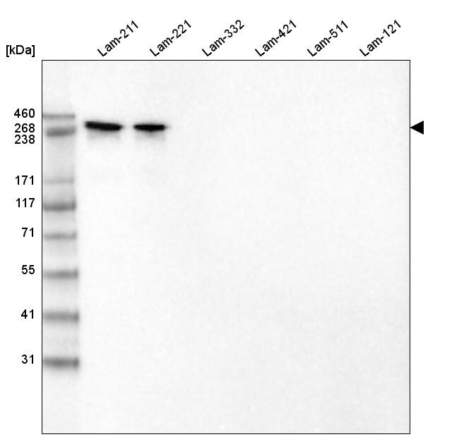 Laminin alpha 2 Antibody (CL3450) - BSA Free