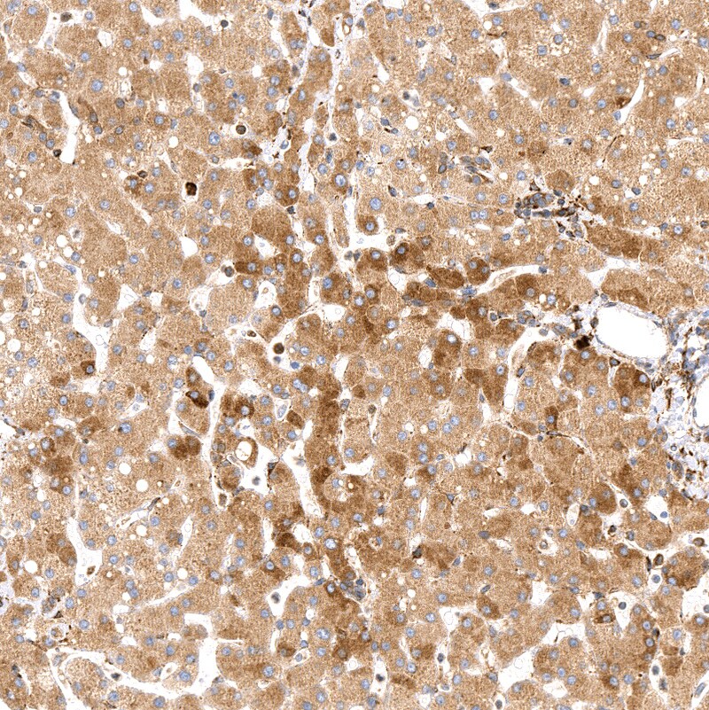 Cyclophilin B Antibody (CL3901) - BSA Free