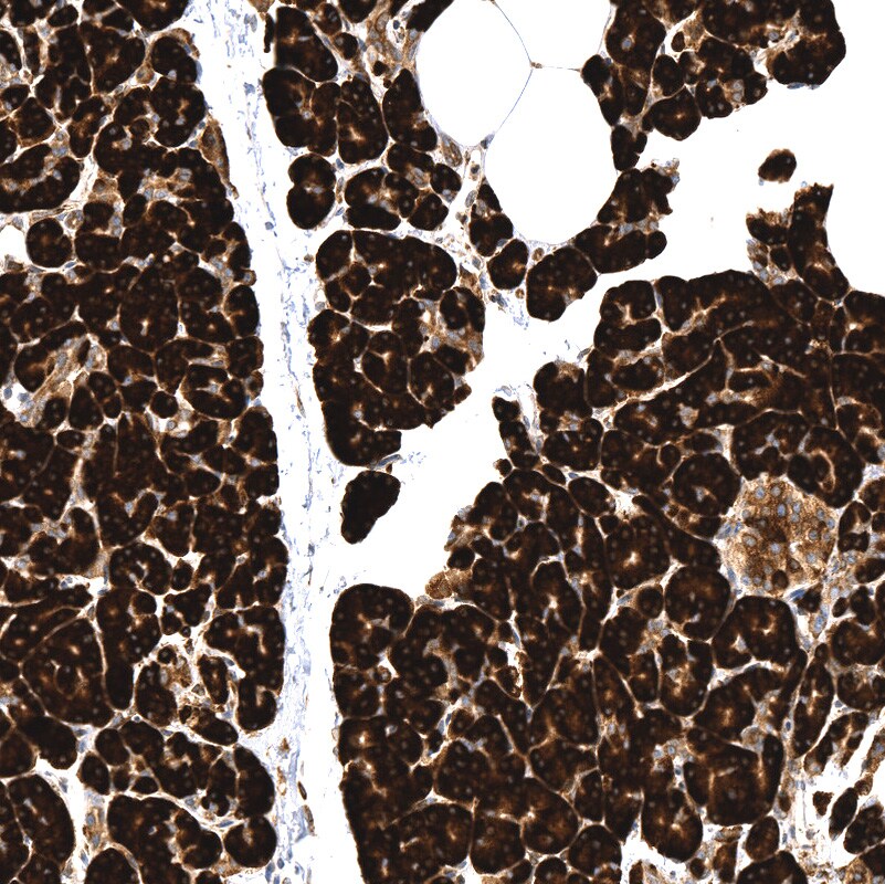 Cyclophilin B Antibody (CL3901) - BSA Free