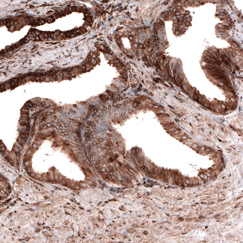 Cyclophilin B Antibody (CL3901) - BSA Free