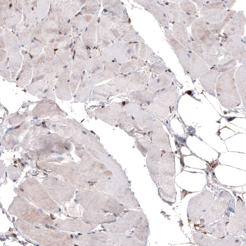 Cyclophilin B Antibody (CL3901) - BSA Free