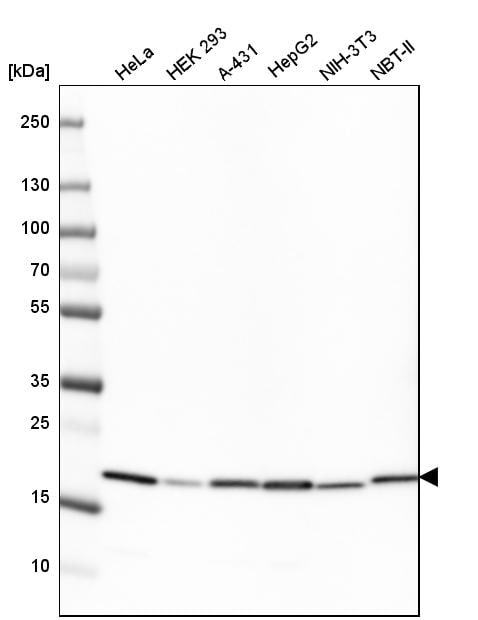 Cyclophilin B Antibody (CL3901) - BSA Free